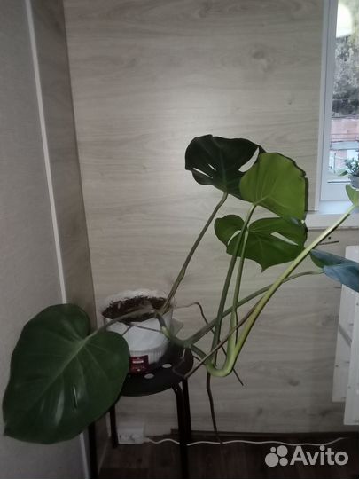 Монстера, шефлера