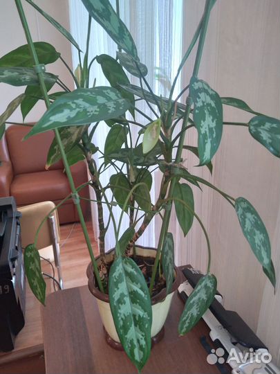 Комнатные цветы