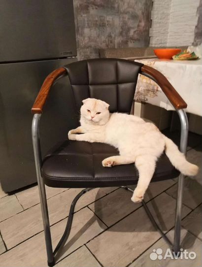 Британские котята