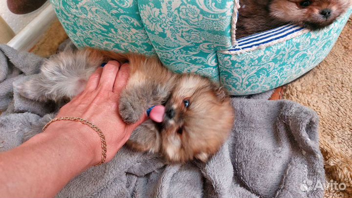 Щенки померанского шпица