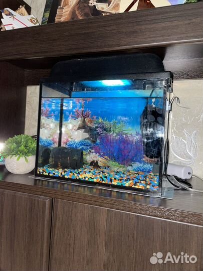 Аквариум с рыбками