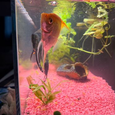 Умный аквариум Mijia SMART Fish Tank (MYG100) 20L