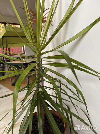 Комнатные цветы