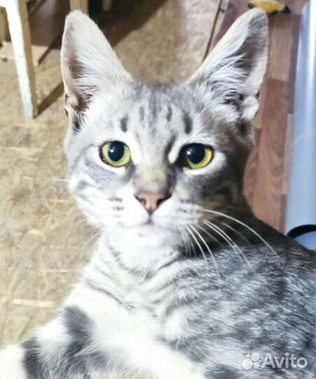 Котенок в добрые руки