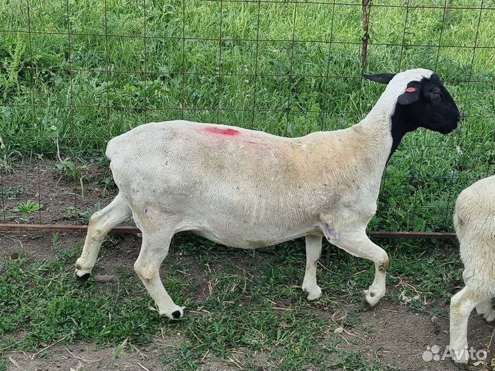 Овцы бараны ягнята кроссы дорпер