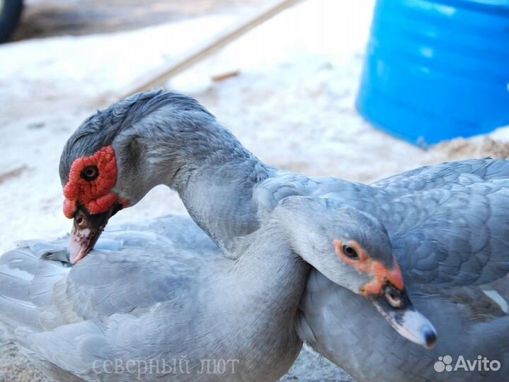 Мускусные утки тяжёлая линия разные окрасы