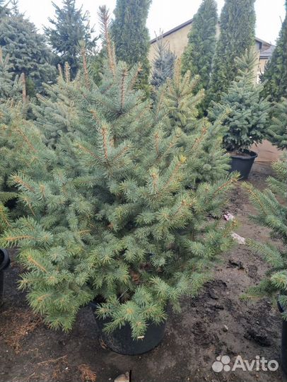 Ель глаука в горшке в наличии