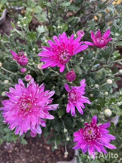 Хризантема