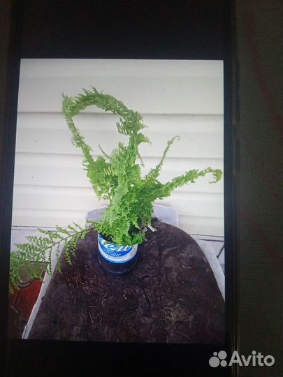 Комнатные цветы