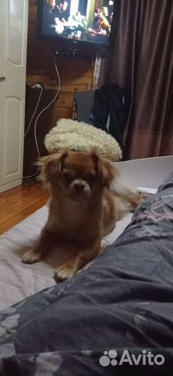 Тибетский спаниель