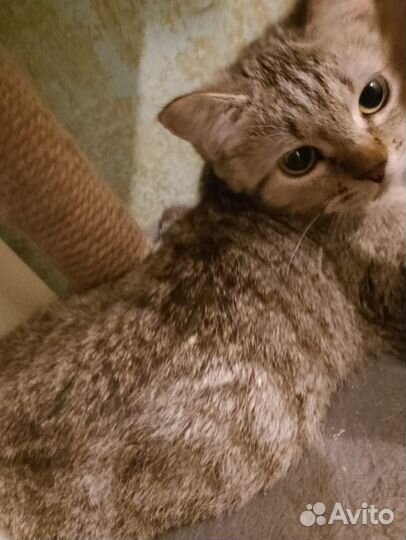 Котенок девочка