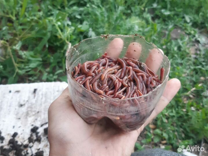 Черви для рыбалки