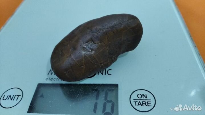 Райниевый черт. Плаун Asteroxylon mackiei