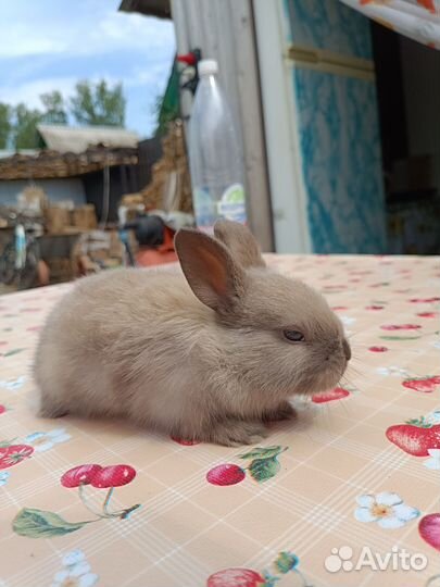 Декоративные кролики