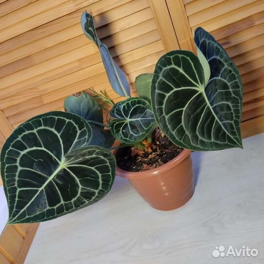 Антуриум кларинервиум