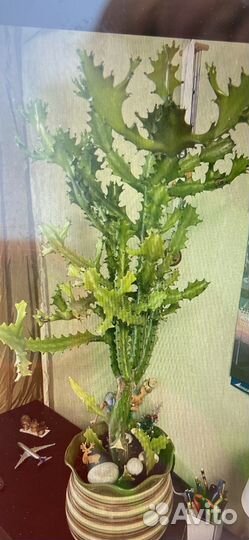 Кактус кубинский