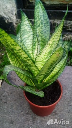 Комнатное растение-Сансевиерия