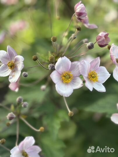 Анемона японская