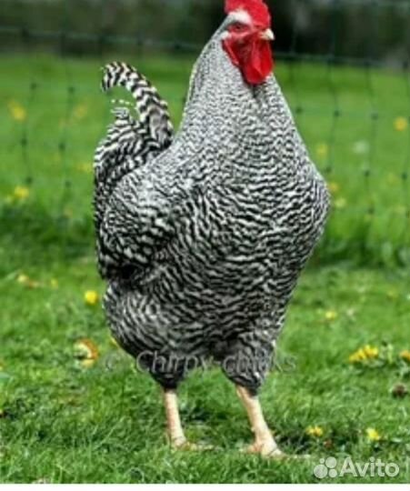 Продам петушков 3 мес
