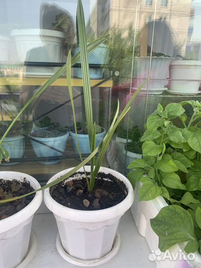 Финиковая пальма