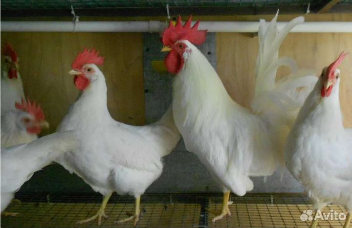 Молодые петухи Легорнов