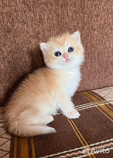 Британская золотая шиншилла