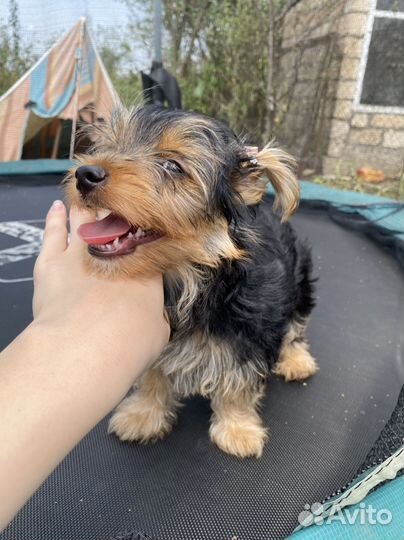 Йоркширский терьер