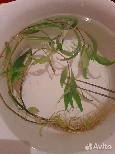 Элодея, лимонник, валлиснерия, людвигия, улитки