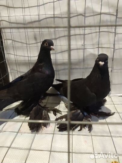 Голуби узбекские