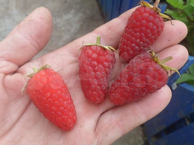 Дом 68 м² на участке 28,2 сот.