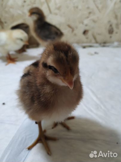 Цыплята суточные Билефельдер