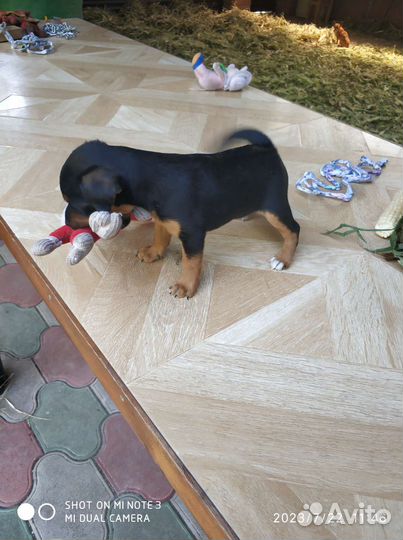 Щенки чихуахуа