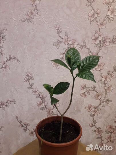 Табернемонтана