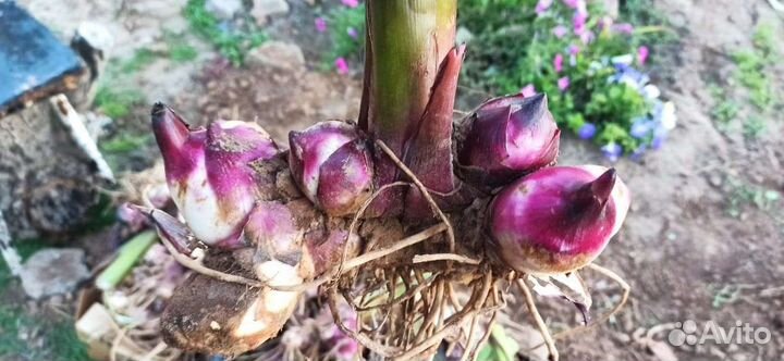 Канны, астра Вергинская (сентябринки)