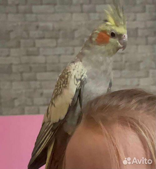 Ручные Попугаи корелла самки и самцы с клеткой