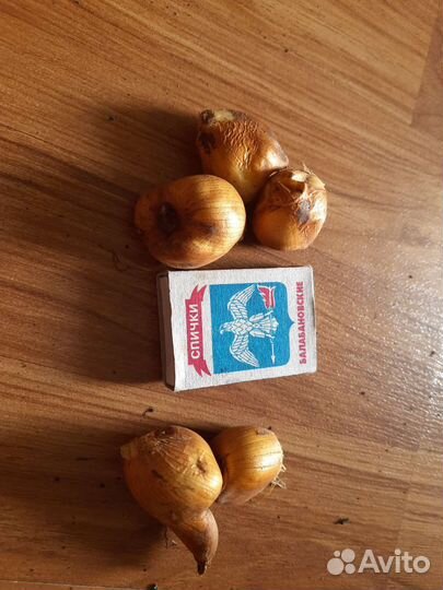 Луковицы осеннего безвременника колхикум