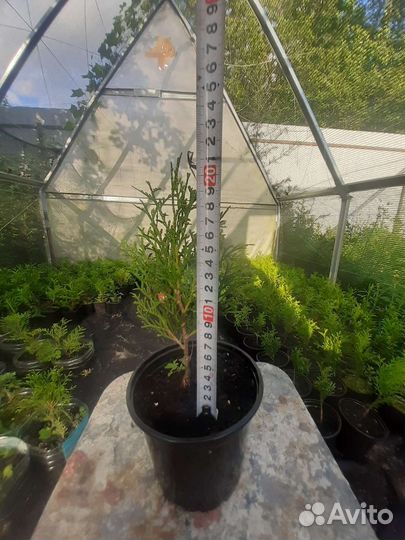 Туя смарагд саженцы