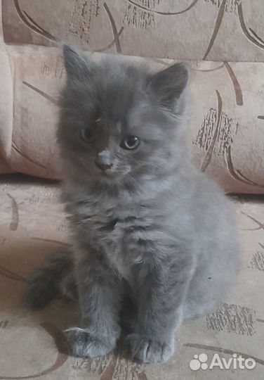 Отдам котенка в добрые руки