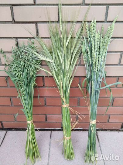 Букет из сухоцветов