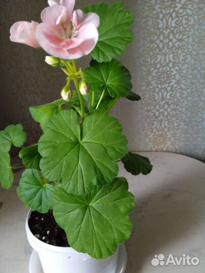 Пеларгония герань