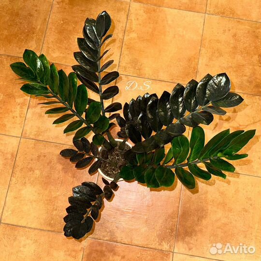 Комнатные растения