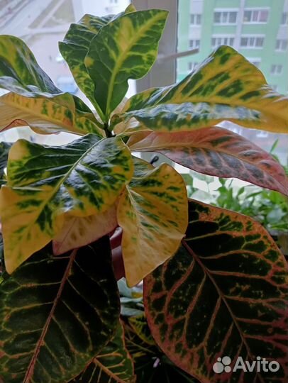 Кротон Петра