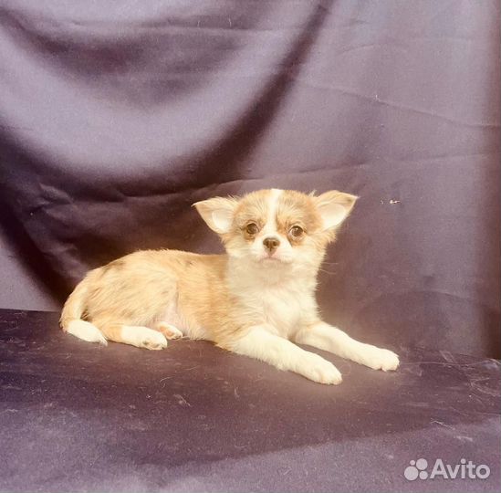 Девочки чихуахуа