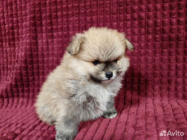 Померанский шпиц