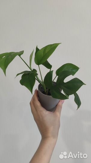 Рафидофора тетрасперма