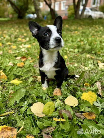 Щенок стаффа девочка