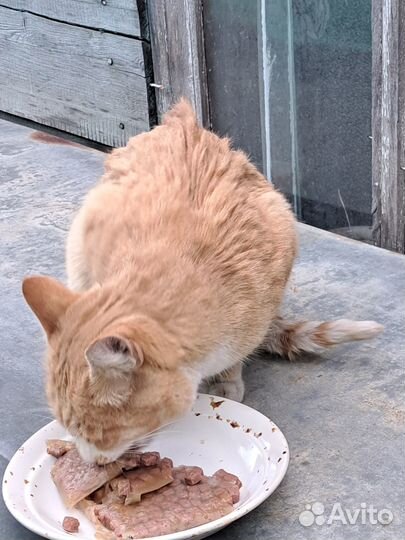 Отдам бесплатно