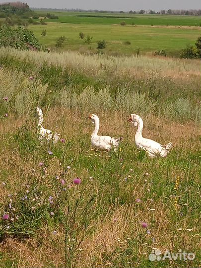 Гуси холмогоры