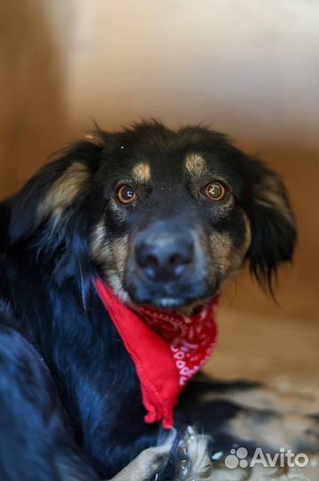 Фифа красотка, но это не помогло и она в приюте