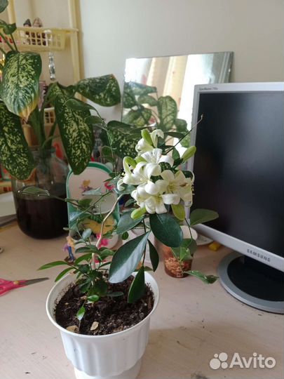 Мурайя одного года, двух,трех летн